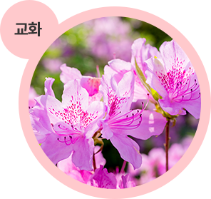 교화